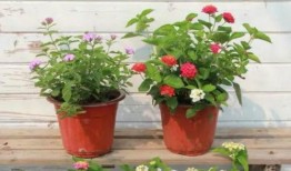 开封头条小张爆料视频最新,小张最新爆料视频揭秘惊人内幕！